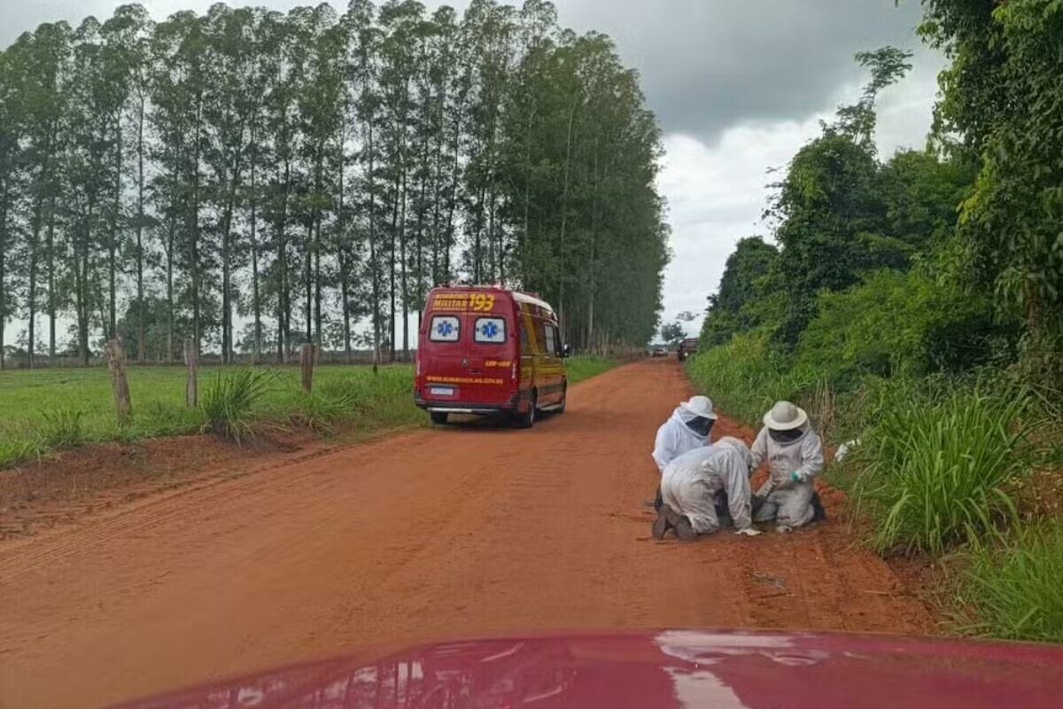 Imagem de compartilhamento para o artigo Traficante morre após ser atacado por enxame de abelhas durante fuga da polícia em Nova Andradina da MS Todo dia